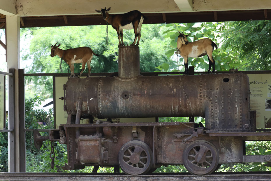 locomotive with goats